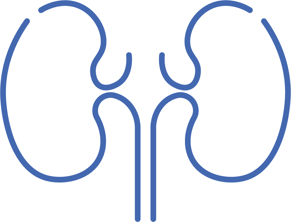 icon kidney blue